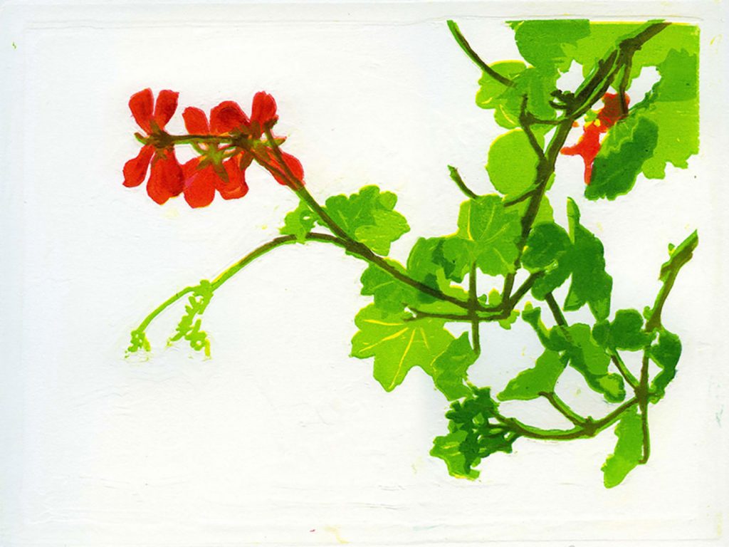 geranium Vico - xylographie