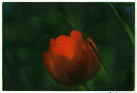 tulipe 10 x 15 cm