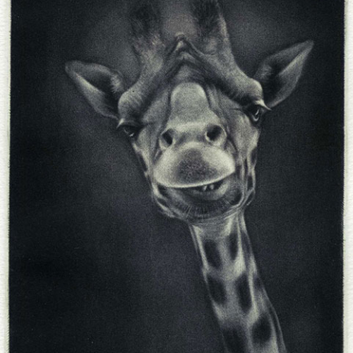 Giraffe moqueuse   maniere noire 15 x 10 cm