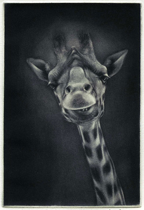 Giraffe moqueuse   maniere noire 15 x 10 cm